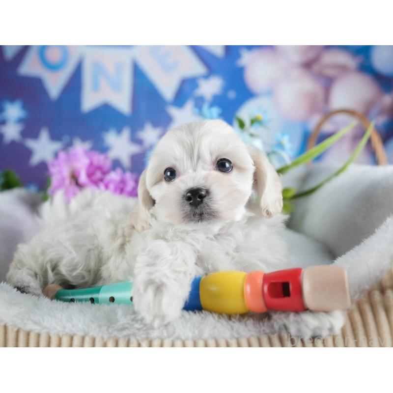 販売中の茨城県のミックス犬-443528の7枚目