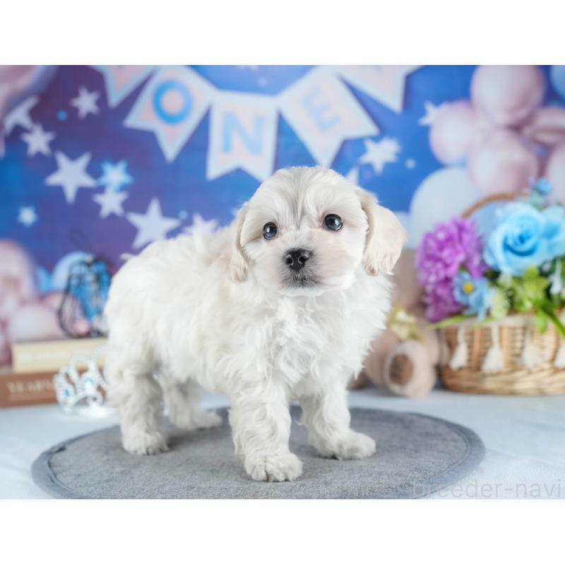 販売中の茨城県のミックス犬-443528の6枚目