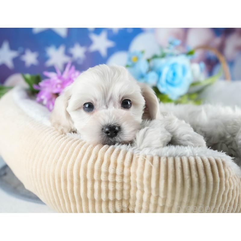 販売中の茨城県のミックス犬-443528の5枚目