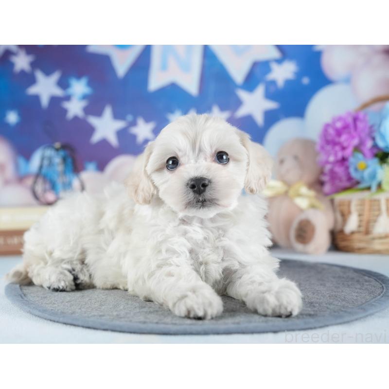 販売中の茨城県のミックス犬-443528の4枚目