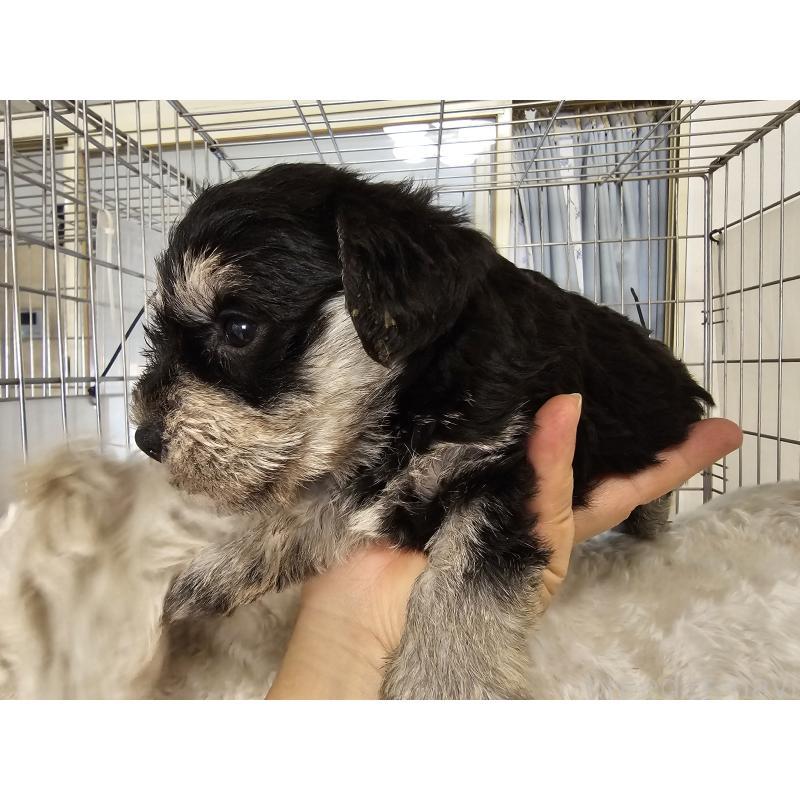 販売中の愛知県のミニチュアシュナウザー-443532の5枚目