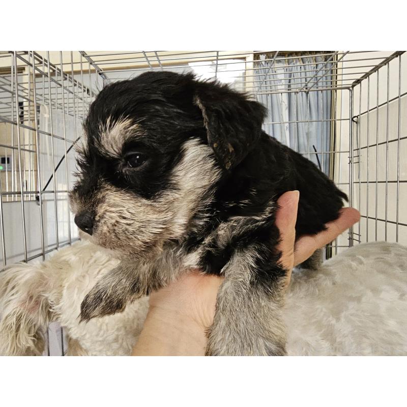 販売中の愛知県のミニチュアシュナウザー-443532の4枚目