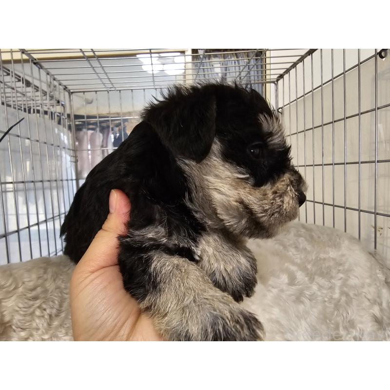 販売中の愛知県のミニチュアシュナウザー-443532の3枚目