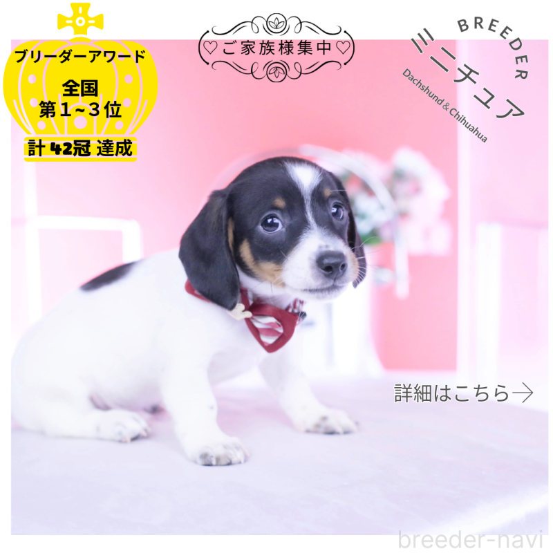 販売中の愛知県のミニチュアダックスフンド(スムースヘアード)-440904