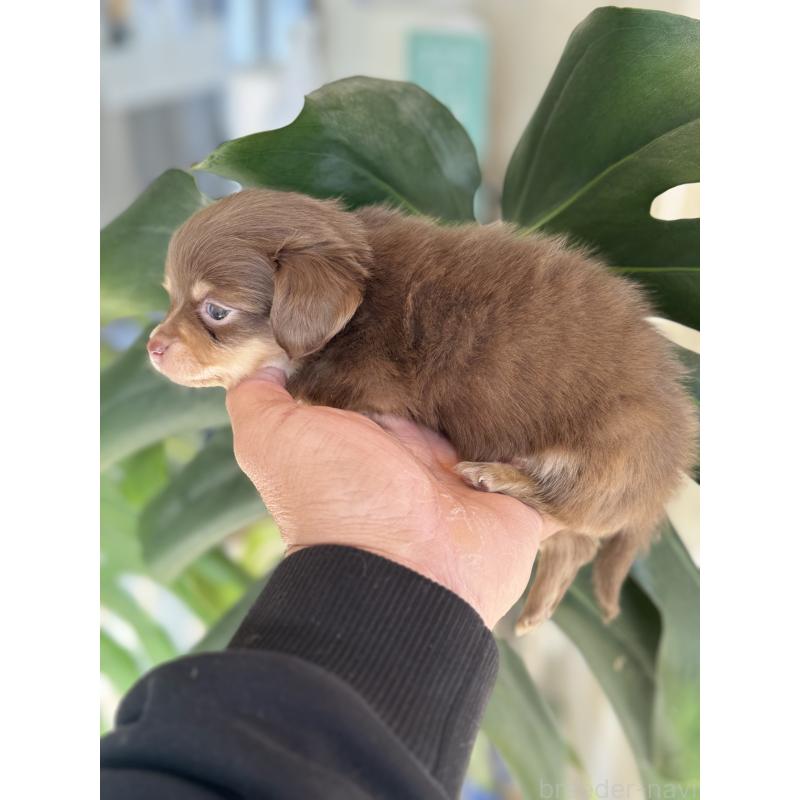 販売中の静岡県のチワックス:チワワ×ミニチュアダックスフンド-443530の4枚目