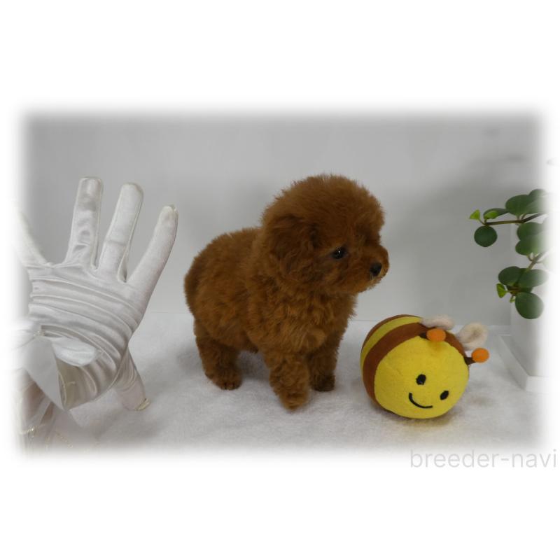 販売中の埼玉県のティーカッププードル-443538の13枚目