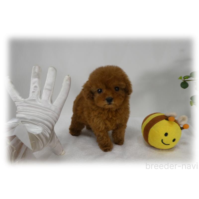 販売中の埼玉県のティーカッププードル-443538の12枚目