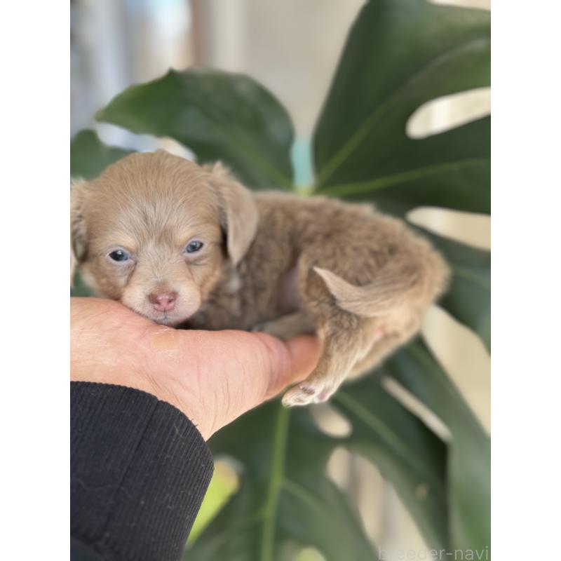 販売中の静岡県のチワックス:チワワ×ミニチュアダックスフンド-443535の4枚目