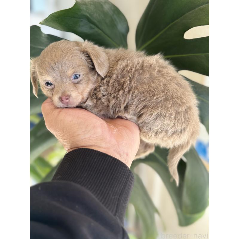 販売中の静岡県のチワックス:チワワ×ミニチュアダックスフンド-443535の3枚目