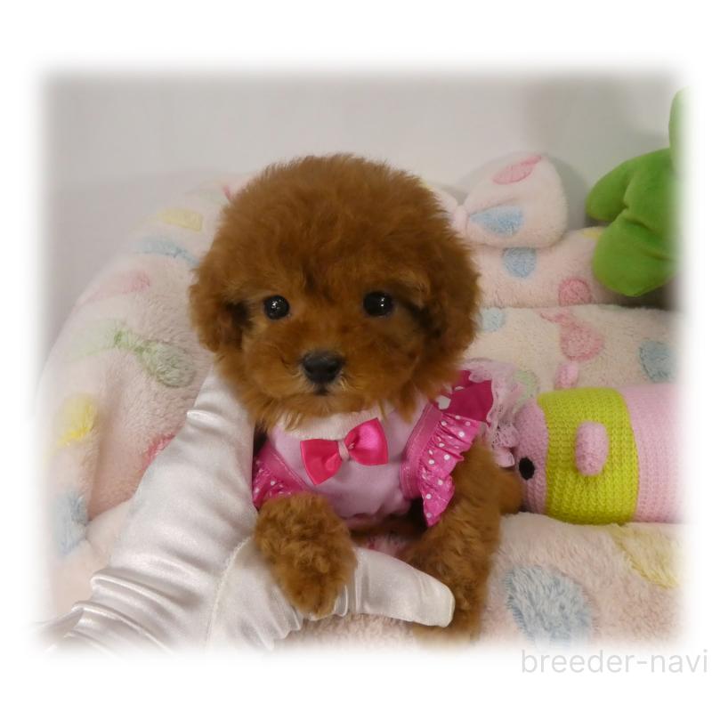 販売中の埼玉県のティーカッププードル-443538の8枚目