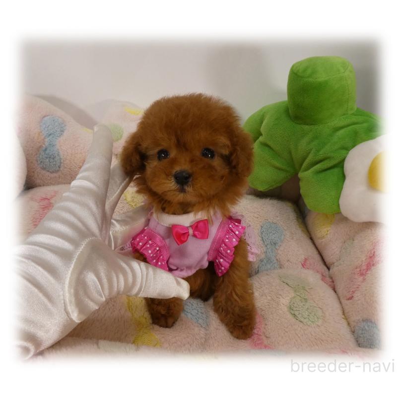 販売中の埼玉県のティーカッププードル-443538の7枚目