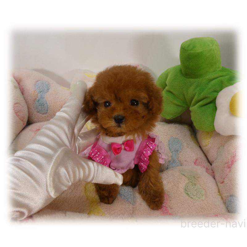 販売中の埼玉県のティーカッププードル-443538の6枚目