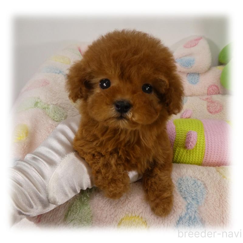 販売中の埼玉県のティーカッププードル-443538の3枚目