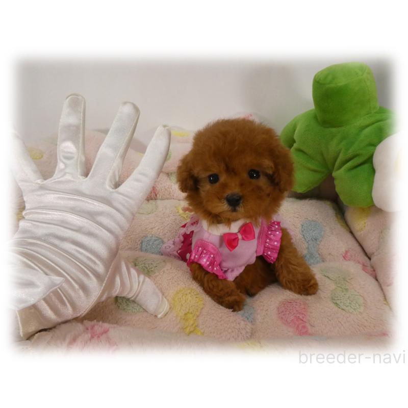 販売中の埼玉県のティーカッププードル-443538の2枚目