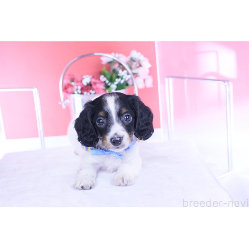 商談中の愛知県のミニチュアダックスフンド(ロングヘアード)-440902の10枚目