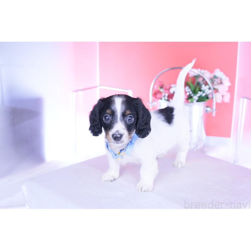 商談中の愛知県のミニチュアダックスフンド(ロングヘアード)-440902の9枚目