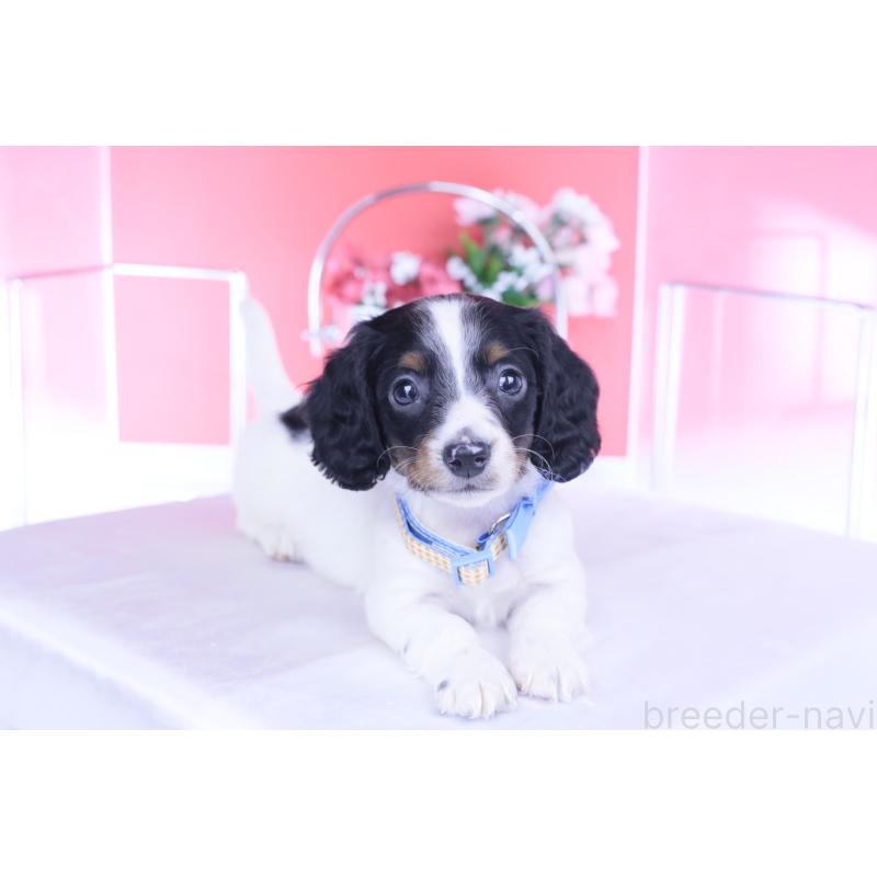 商談中の愛知県のミニチュアダックスフンド(ロングヘアード)-440902の5枚目