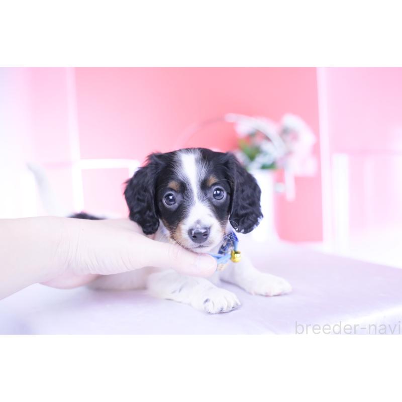 商談中の愛知県のミニチュアダックスフンド(ロングヘアード)-440902の4枚目