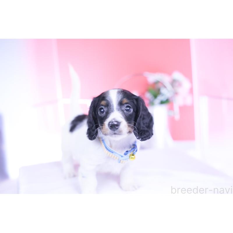 商談中の愛知県のミニチュアダックスフンド(ロングヘアード)-440902の3枚目