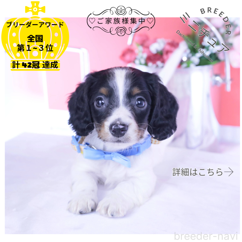 販売中の愛知県のミニチュアダックスフンド(ロングヘアード)-440902