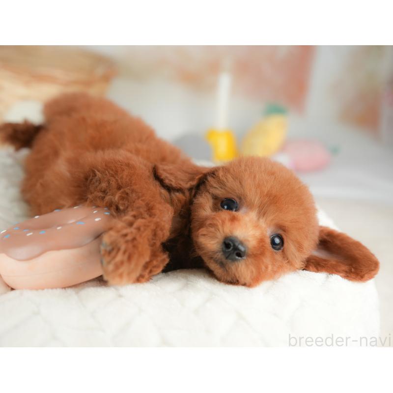 販売中の栃木県のトイプードル-443542の10枚目