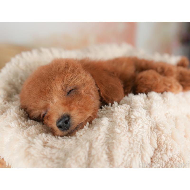 販売中の栃木県のトイプードル-443542の9枚目