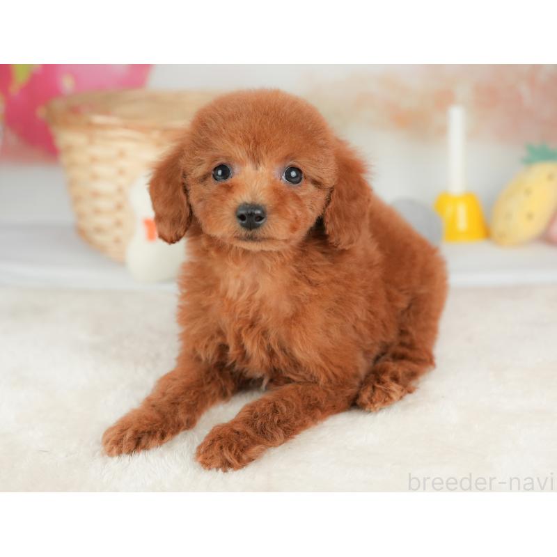 販売中の栃木県のトイプードル-443542の8枚目