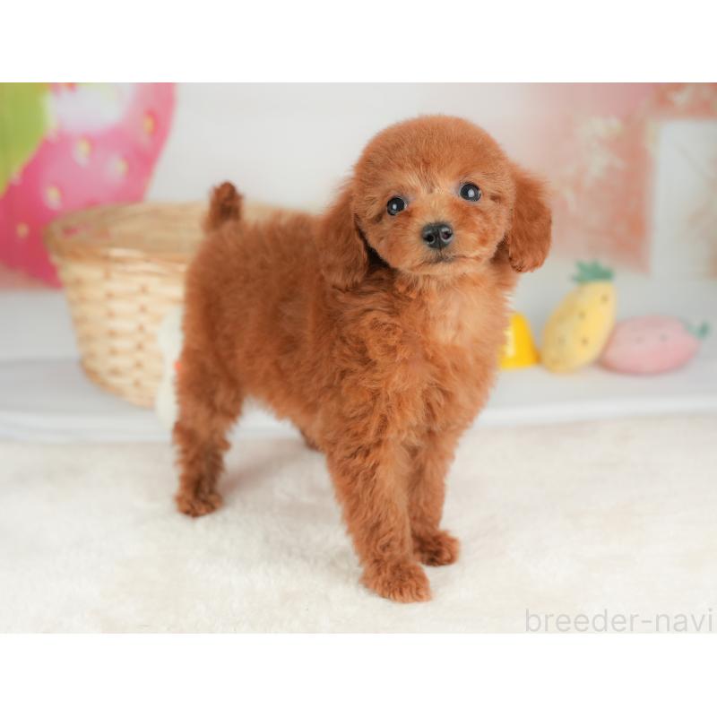 販売中の栃木県のトイプードル-443542の7枚目