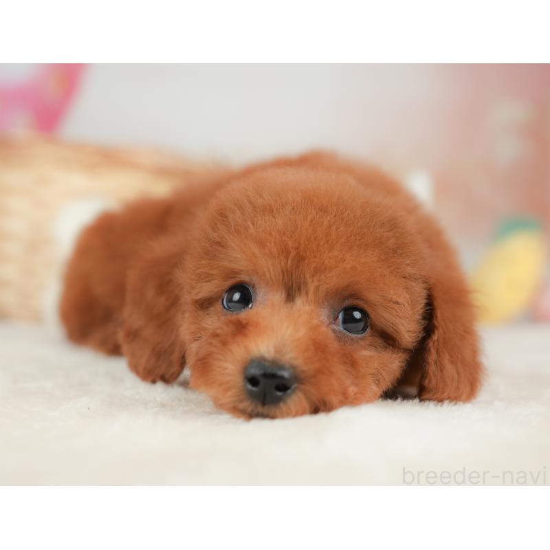 販売中の栃木県のトイプードル-443542の6枚目