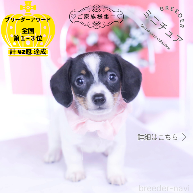 販売中ののミニチュアダックスフンド(スムースヘアード)-440891