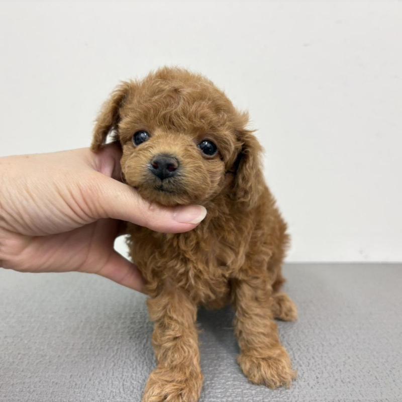 販売中の広島県のタイニープードル-443541の3枚目