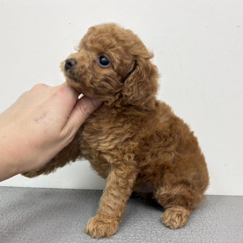 販売中の広島県のタイニープードル-443541の2枚目