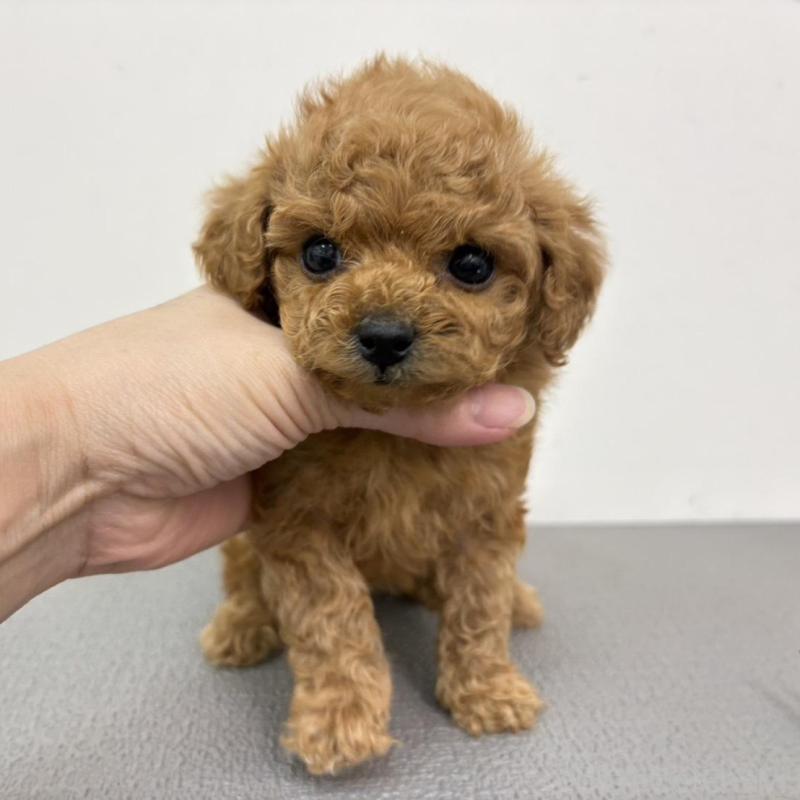 販売中の広島県のタイニープードル-443544の3枚目