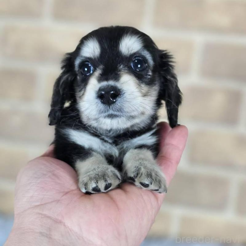 販売中の和歌山県のミニチュアダックスフンド(ロングヘアード)-443547の6枚目