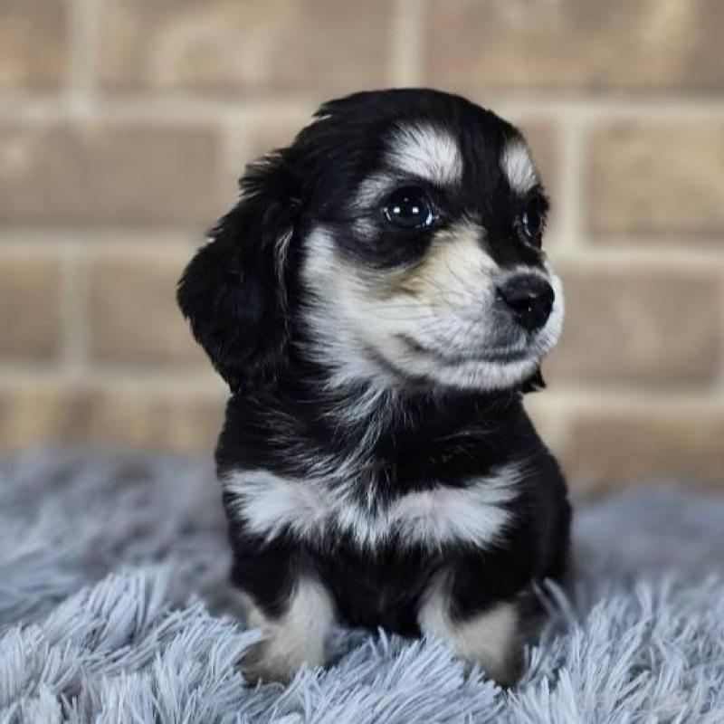 販売中の和歌山県のミニチュアダックスフンド(ロングヘアード)-443547の5枚目