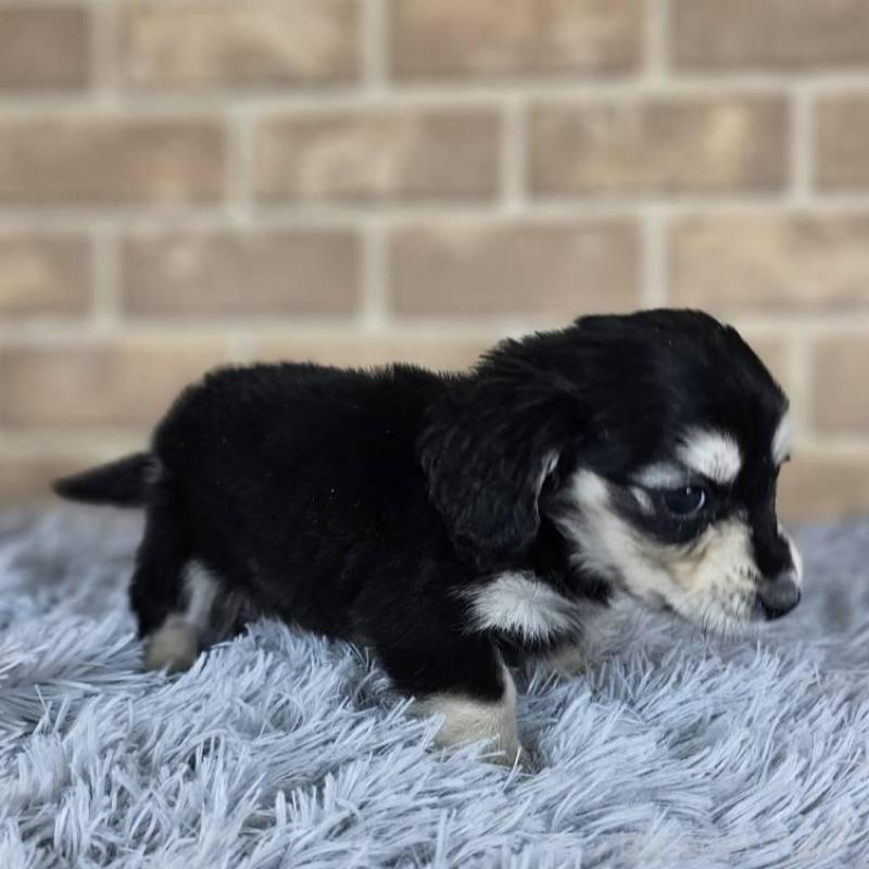 販売中の和歌山県のミニチュアダックスフンド(ロングヘアード)-443547の3枚目