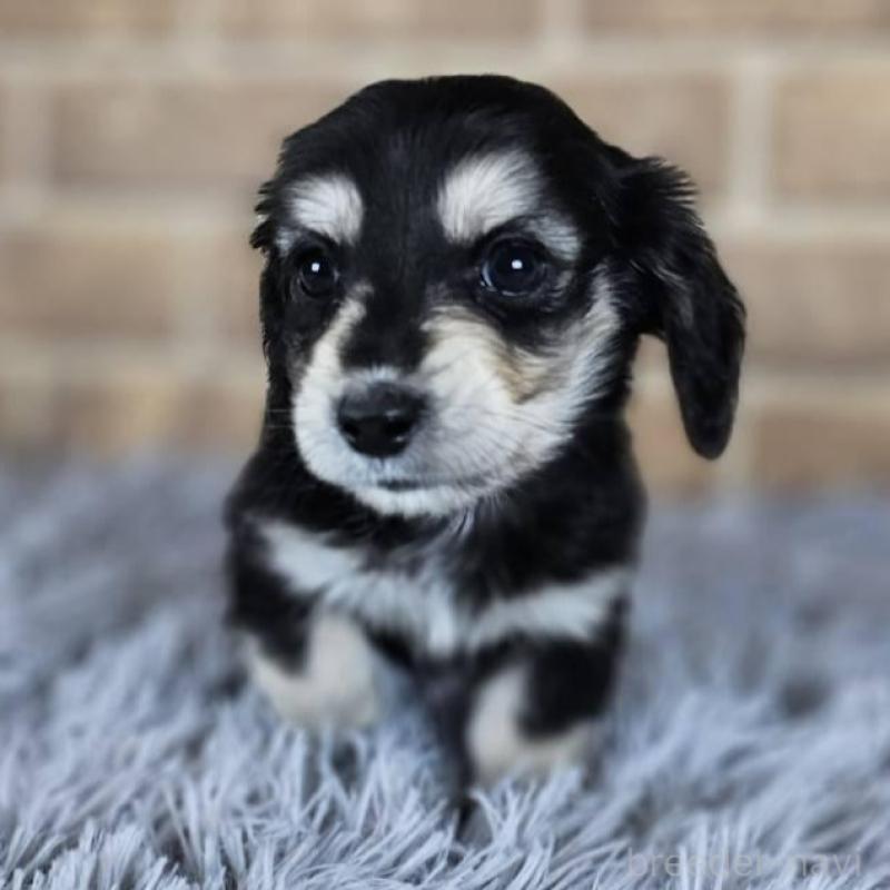 販売中の和歌山県のミニチュアダックスフンド(ロングヘアード)-443547の2枚目