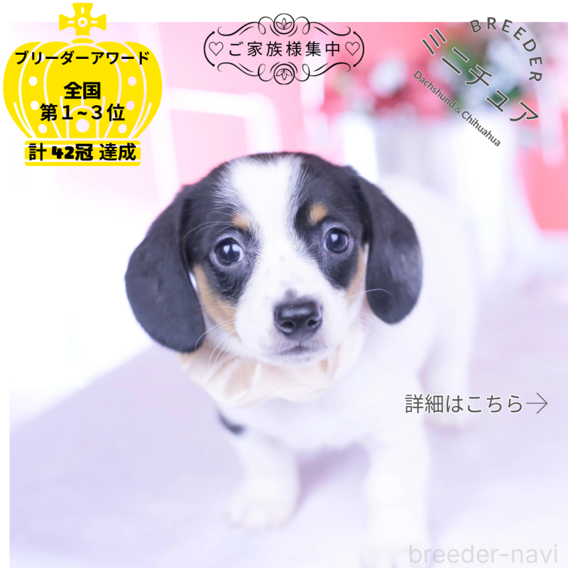 販売中の愛知県のミニチュアダックスフンド(スムースヘアード)-440899