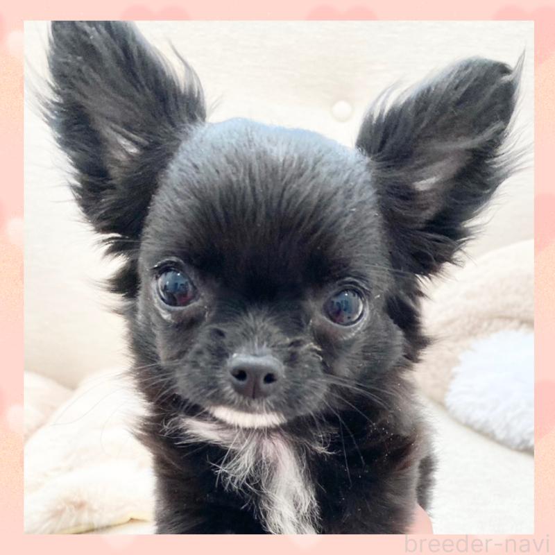 販売中の群馬県のチワワ(ロングコート)-433242