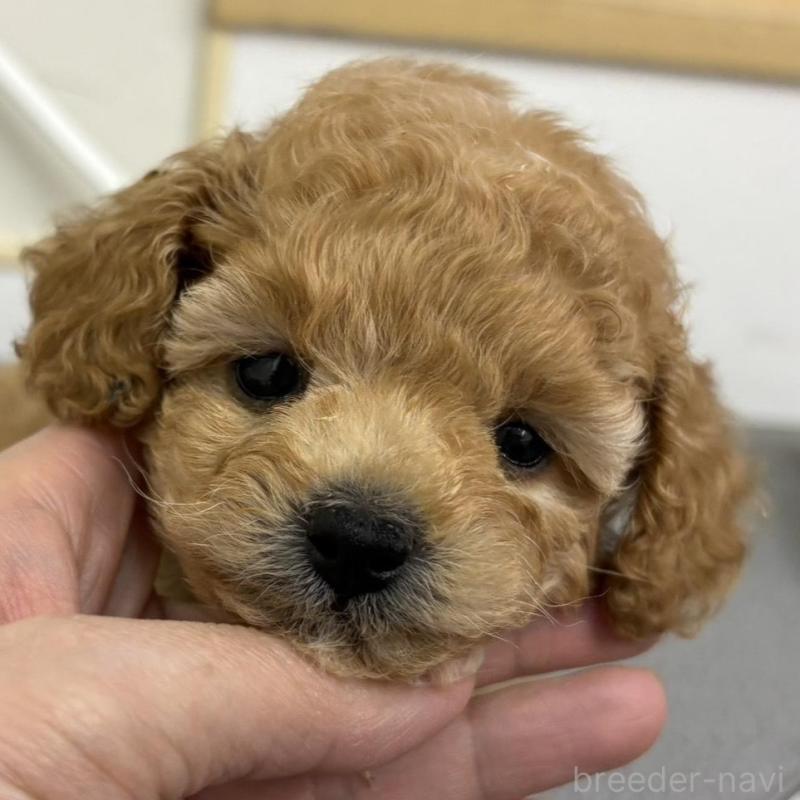 販売中の広島県のタイニープードル-443548