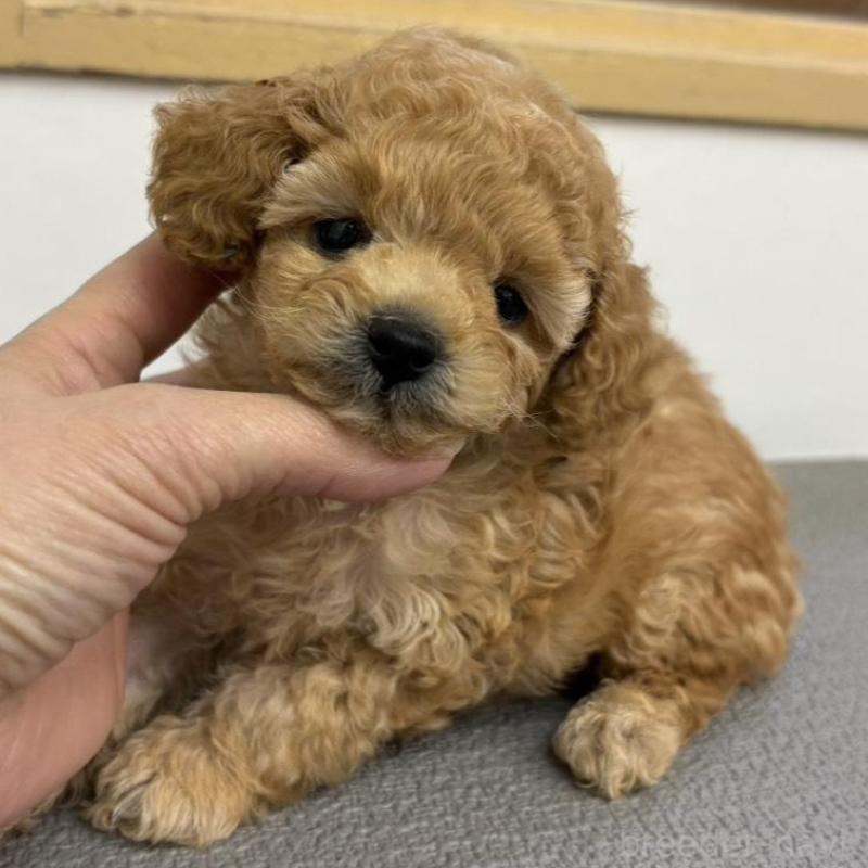 販売中の広島県のタイニープードル-443548の3枚目