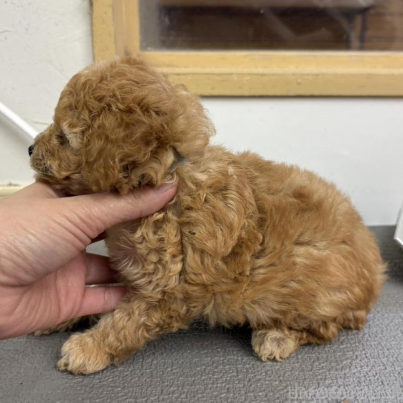 販売中の広島県のタイニープードル-443548の2枚目