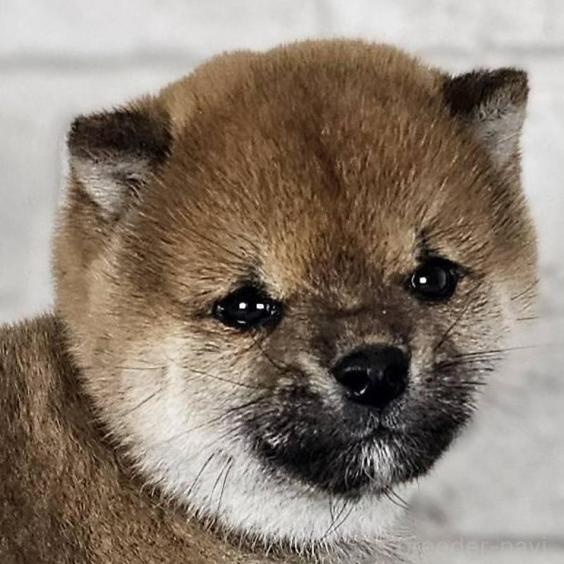 販売中の和歌山県の豆柴-443556の1枚目