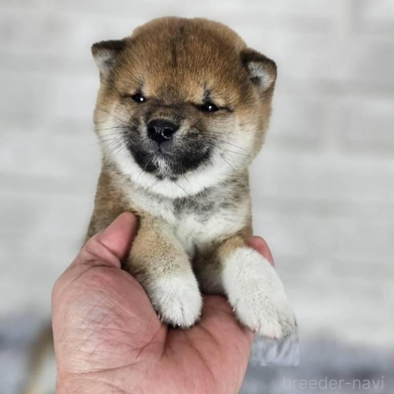 販売中の和歌山県の豆柴-443556の6枚目