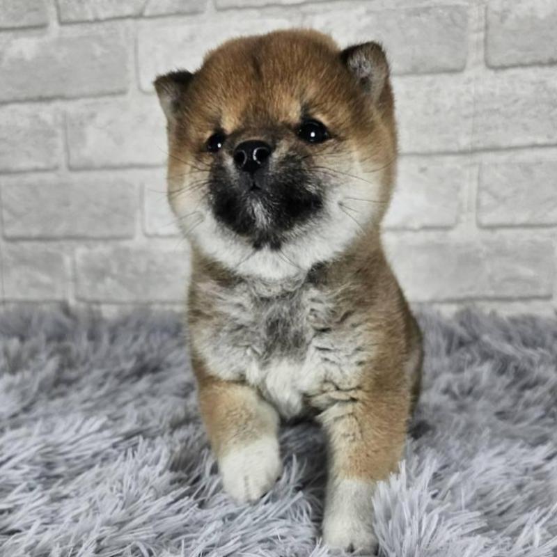 販売中の和歌山県の豆柴-443556の5枚目