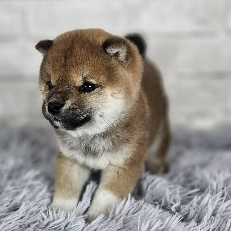 販売中の和歌山県の豆柴-443556の3枚目