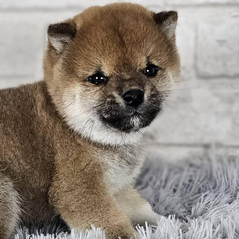 販売中の和歌山県の豆柴-443556の2枚目