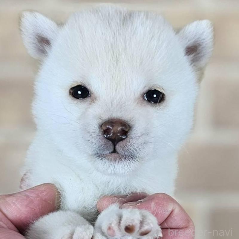 販売中の和歌山県の豆柴-443560の1枚目