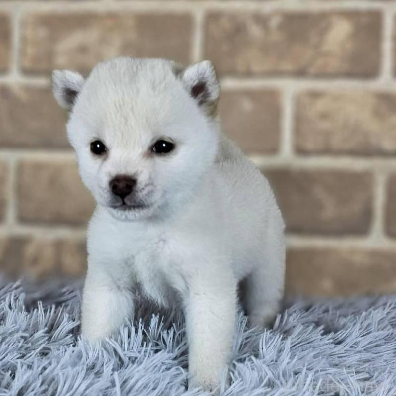 販売中の和歌山県の豆柴-443560の6枚目