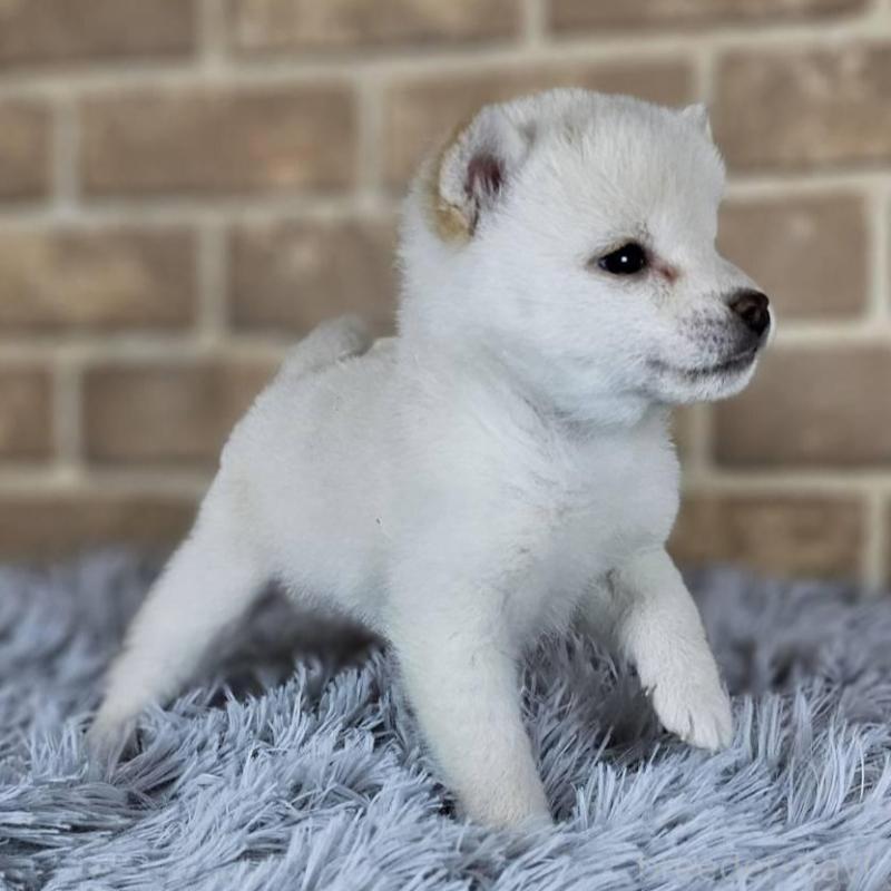 販売中の和歌山県の豆柴-443560の5枚目